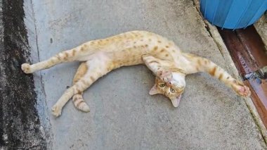 Zenci renkli oyuncu kedi ön çimento zemininde dinleniyor..