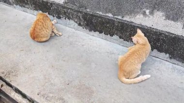 Zenci renkli oyuncu kedi ön çimento zemininde dinleniyor..