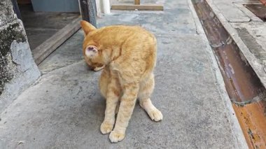 Zenci renkli oyuncu kedi ön çimento zemininde dinleniyor..