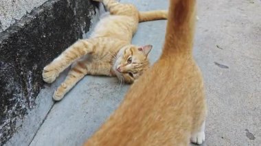 Zenci renkli oyuncu kedi ön çimento zemininde dinleniyor..