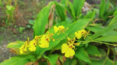 Bahçede asılı bir tencere sarı oncidium altissimum orkide.