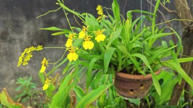 Bahçede asılı bir tencere sarı oncidium altissimum orkide.