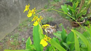 Bahçede asılı bir tencere sarı oncidium altissimum orkide.