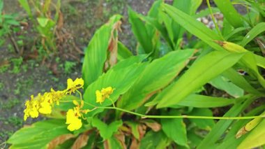 Bahçede asılı bir tencere sarı oncidium altissimum orkide.