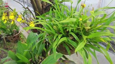 Bahçede asılı bir tencere sarı oncidium altissimum orkide.