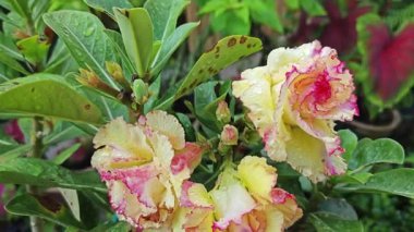 Bir tencere renkli multiflora adenyum obesum çiçeği..  