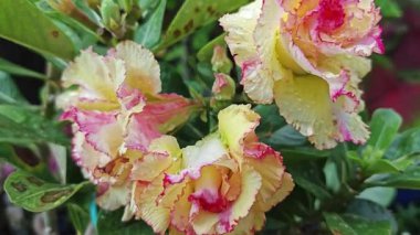 Bir tencere renkli multiflora adenyum obesum çiçeği..  