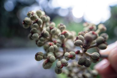 Elinde bir demet küçük makarna dev çay tohumu tutuyordu..