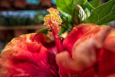 Güzel renkli Hibiscus Fragilis çiçek tarçını yakından çek!. 