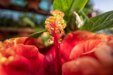 Güzel renkli Hibiscus Fragilis çiçek tarçını yakından çek!. 