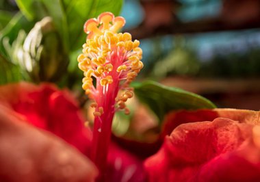 Güzel renkli Hibiscus Fragilis çiçek tarçını yakından çek!. 