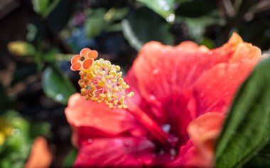 Güzel renkli Hibiscus Fragilis çiçek tarçını yakından çek!. 