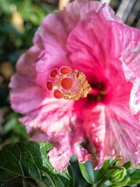Güzel renkli Hibiscus Fragilis çiçek tarçını yakından çek!. 