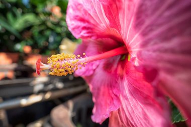 Güzel renkli Hibiscus Fragilis çiçek tarçını yakından çek!. 