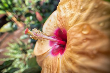 Güzel renkli Hibiscus Fragilis çiçek tarçını yakından çek!. 