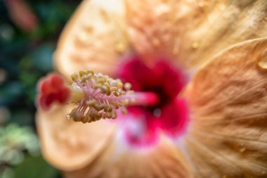 Güzel renkli Hibiscus Fragilis çiçek tarçını yakından çek!. 