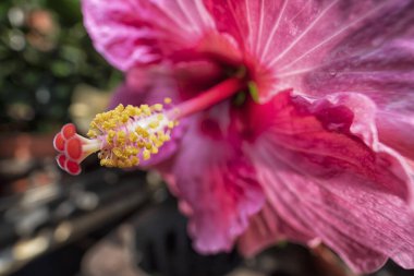 Güzel renkli Hibiscus Fragilis çiçek tarçını yakından çek!. 