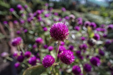 Mor yapraklı Gomphrena Serrata çiçeklerinin yakın çekimi.
