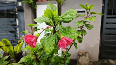 Melezler çok yapraklı kırmızı amber çiçeği Rosa sinensis.