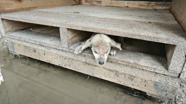 Kahverengi köpek yavrusu ahşap kapının altında sıkıştı.