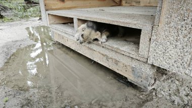 Kahverengi köpek yavrusu ahşap kapının altında sıkıştı.