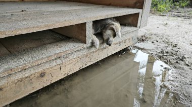 Kahverengi köpek yavrusu ahşap kapının altında sıkıştı.