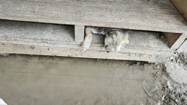 Kahverengi köpek yavrusu ahşap kapının altında sıkıştı.