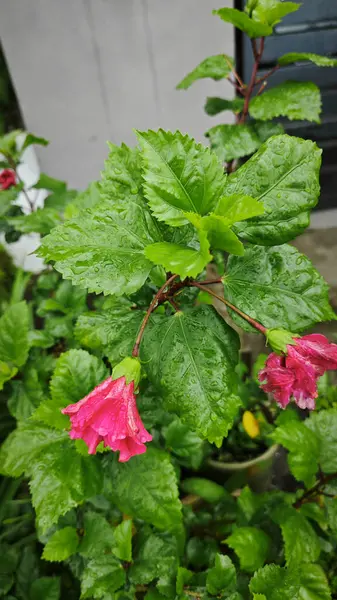 Melezler çok yapraklı kırmızı amber çiçeği Rosa sinensis.