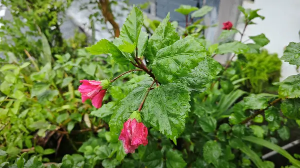 Melezler çok yapraklı kırmızı amber çiçeği Rosa sinensis.
