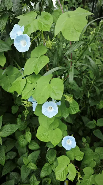 Cennetin mavi sabah çiçeğinin gür çayırı.