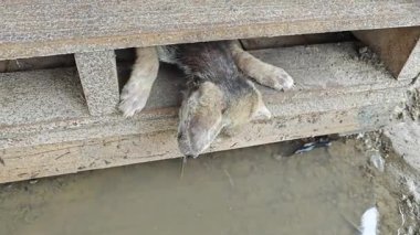 Kahverengi köpek yavrusu ahşap kapının altında sıkıştı.