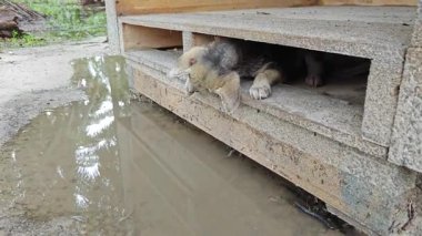 Kahverengi köpek yavrusu ahşap kapının altında sıkıştı.