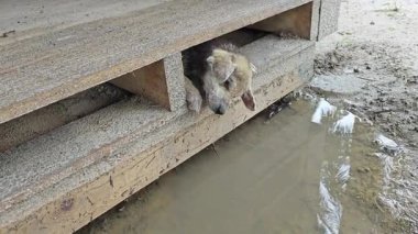Kahverengi köpek yavrusu ahşap kapının altında sıkıştı.