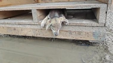 Kahverengi köpek yavrusu ahşap kapının altında sıkıştı.
