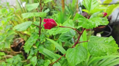 Melezler çok yapraklı kırmızı amber çiçeği Rosa sinensis. 