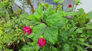 Melezler çok yapraklı kırmızı amber çiçeği Rosa sinensis. 