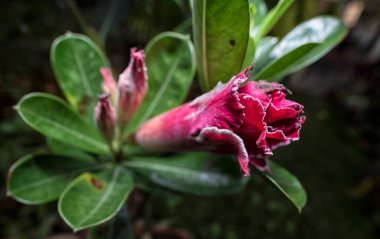 Renkli multiflora adenyum obesum çiçeği..