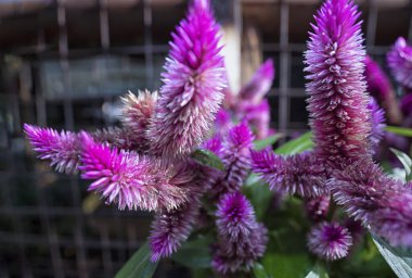 Celosia argentea hidrid bitkisel tüylü bir çiçek türü..