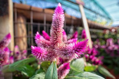 Celosia argentea hidrid bitkisel tüylü bir çiçek türü..