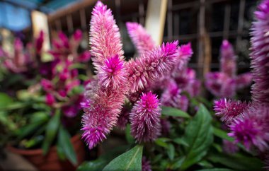 Celosia argentea hidrid bitkisel tüylü bir çiçek türü..