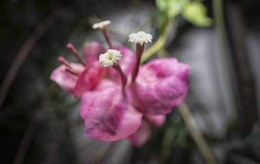 Burgainvillea yaprakları ve küçük tomurcuk çiçeğinin yakın çekimi..