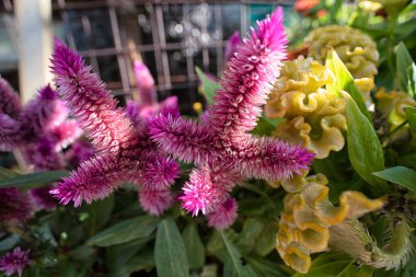 Celosia argentea hidrid bitkisel tüylü bir çiçek türü..