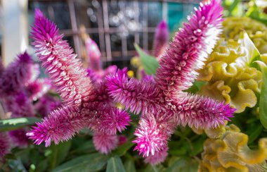 Celosia argentea hidrid bitkisel tüylü bir çiçek türü..
