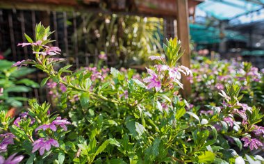 Scaevola çiçeği sıcak hava bitkisi. Uzun ömürlü bitki.. 