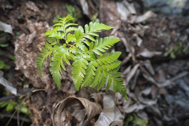 Davallia marihuana eğreltiotu filizleniyor bagajdan.