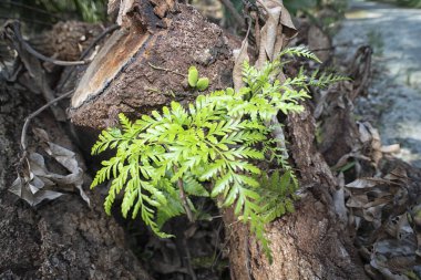 Davallia marihuana eğreltiotu filizleniyor bagajdan.