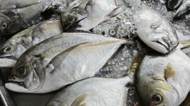Gümüş renkli atropus balıkları buz küpünde ıslak pazarda satışta..