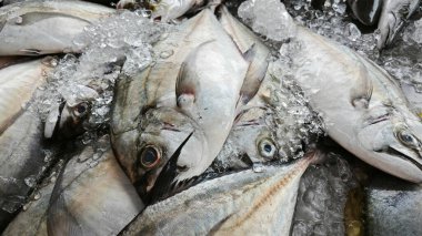Gümüş renkli atropus balıkları buz küpünde ıslak pazarda satışta..