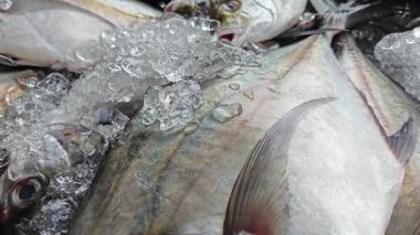 Gümüş renkli atropus balıkları buz küpünde ıslak pazarda satışta..