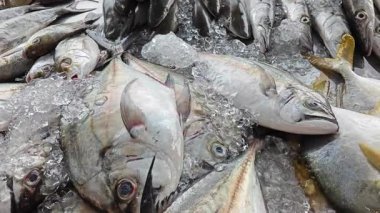 Gümüş renkli atropus balıkları buz küpünde ıslak pazarda satışta..